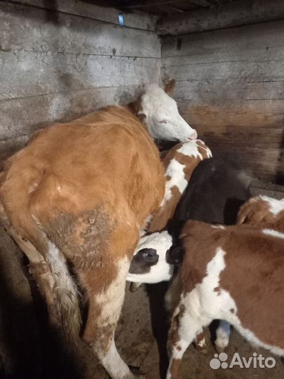 Коровы с телятами