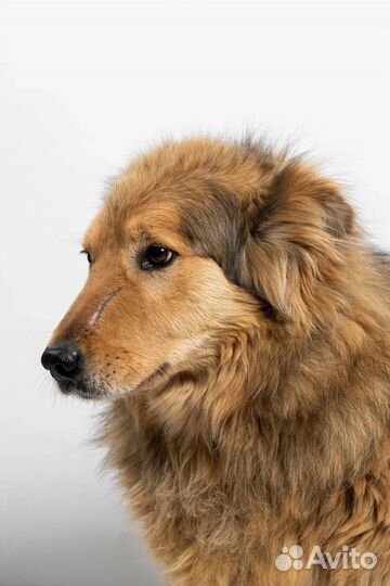 Метис бордер колли бесплатно