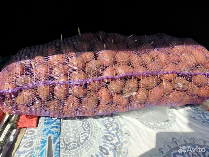 Семенной картофель, сорт картофеля Родрига