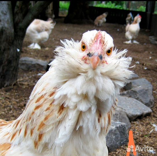 Яйца перепелиные инкубационное