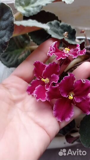 Фиалки, гибискус,золотой ус, сирень