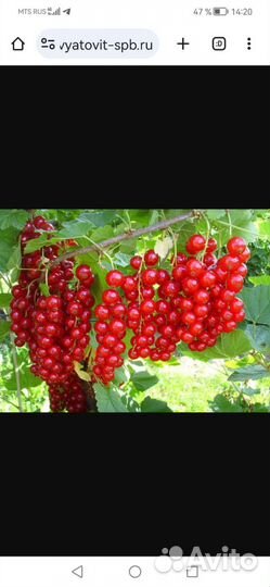 Саженцы смородины