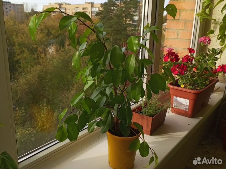 Фикус Бенджамина, укорененные черенки