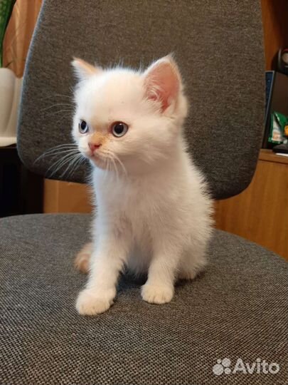 Отдам котенка в добрые руки