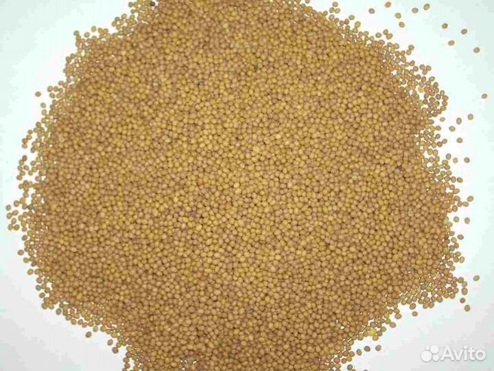 Семена горчицы