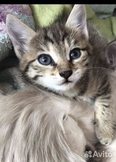 Красивые котятки, 1 мес девочки
