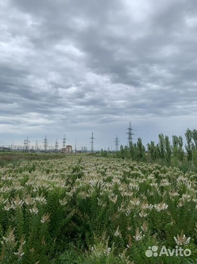 Спирея Билларда (Spiraea billardii)