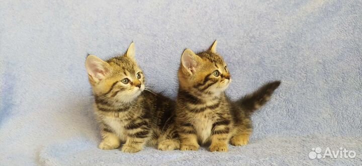 Котята шотландские коротколапики