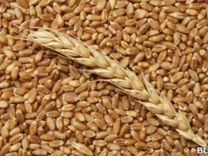 Зерно и корма