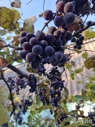 Виноград