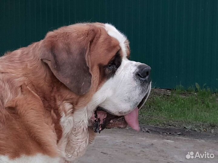 Сенбернар вязка