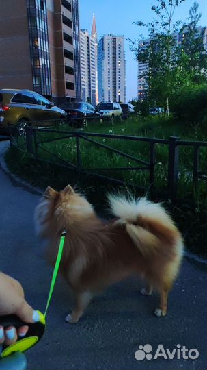 Шпиц кобель вязка