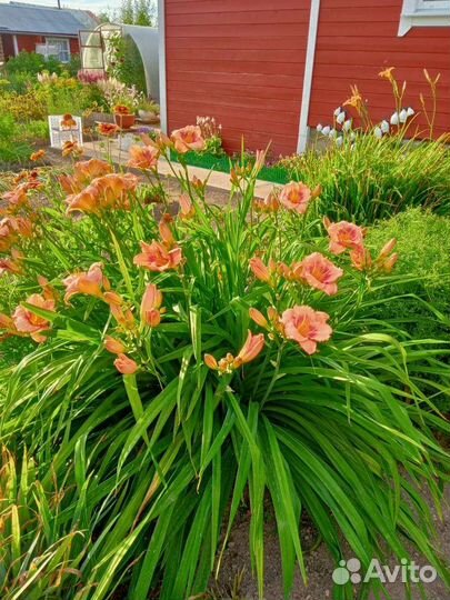 Цветы многолетники