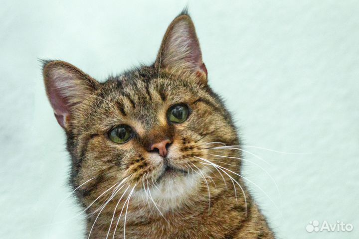 Шикарный котяра Ярослав