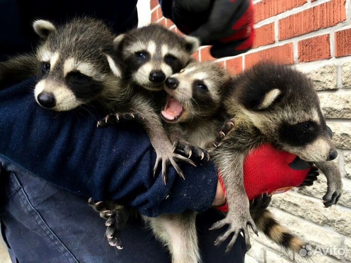 Продажа малыша енота - активного и игривого друга