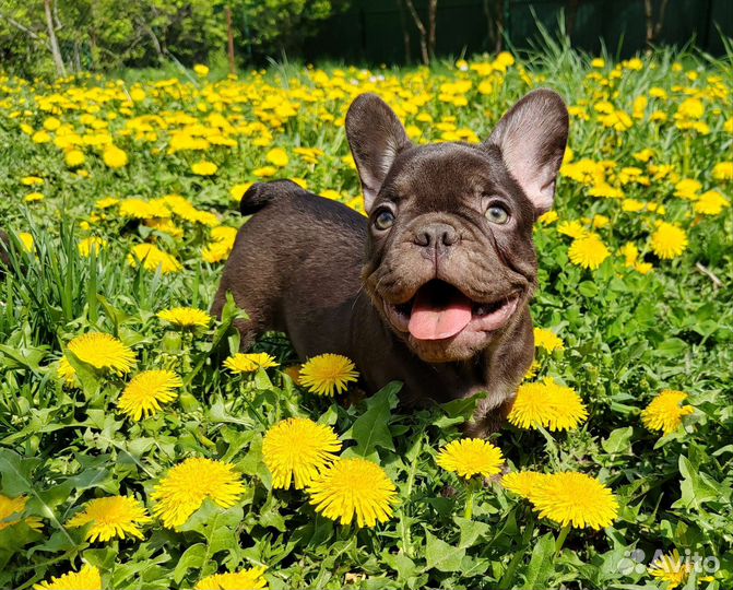 Сладкие булочки шоколадки, лиловые, голубые