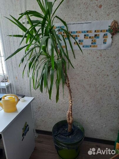 Пальма юкка