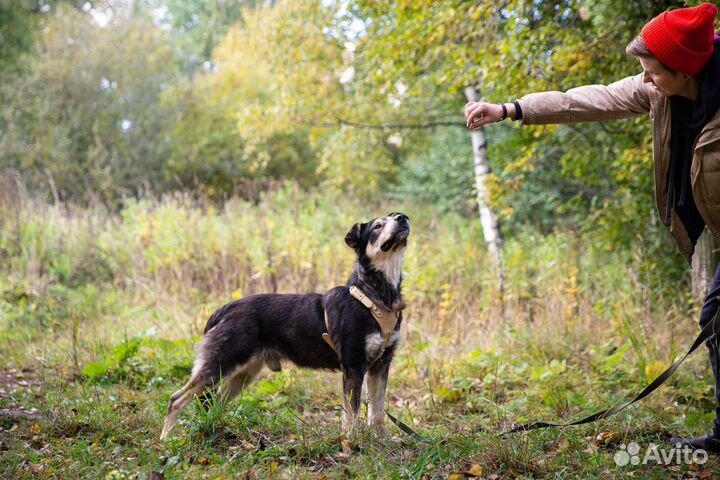 Веселый Мазут ищет дом
