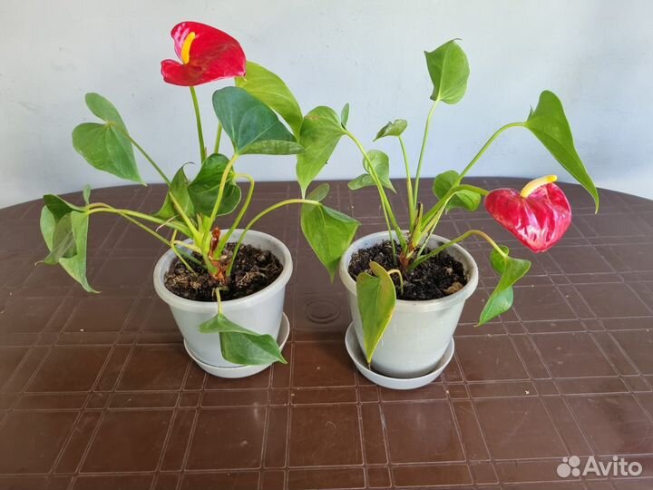 Комнатные цветы антуриум