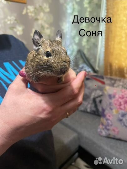 Белки дегу