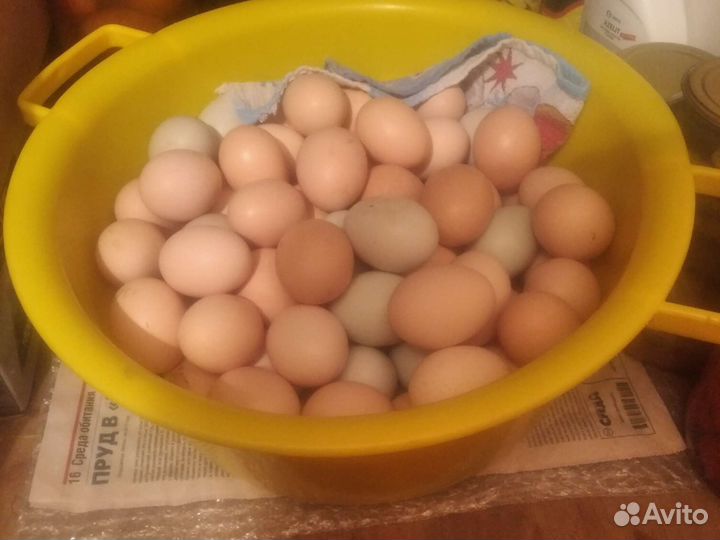 Домашние куриные яйца с доставкой