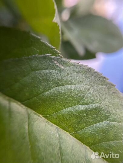 Макро линза 4К