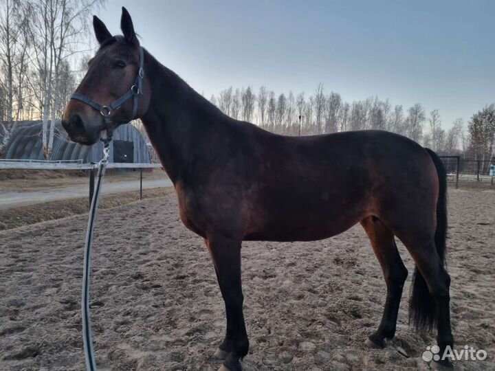 Лошади в аренду