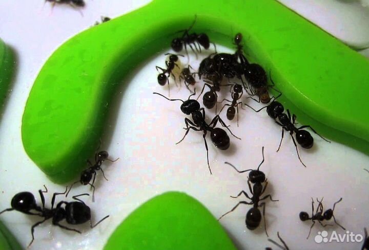 Муравьиная ферма в Перми