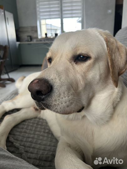 Вязка лабрадор