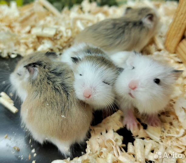 Хомячок Роборовского