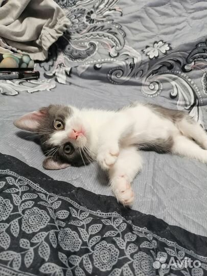 Отдам котёнка, мальчик