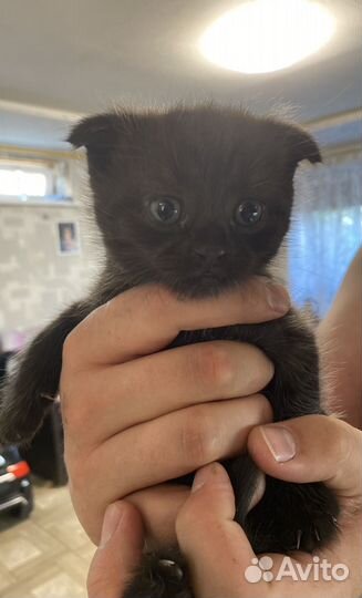 Шотландские вислоухие котята