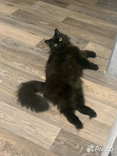 Кошка стерилизованная
