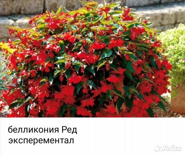 Черенки бегоний немезии