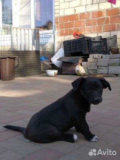 Собачки в самые добрые теплые ручки