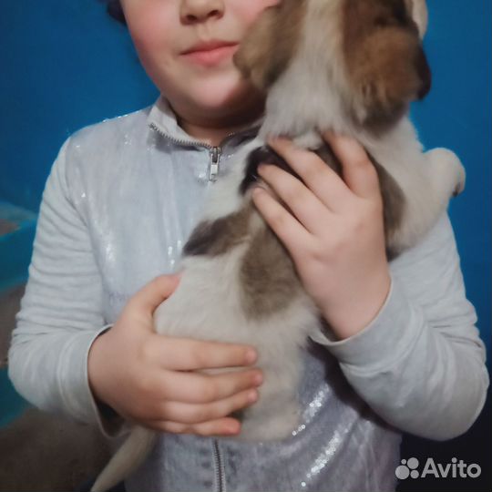 Щенок в добрые руки бесплатно