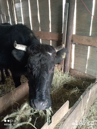 Продам корову цена