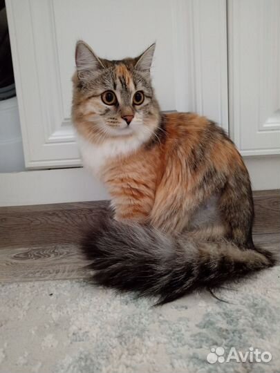 Кошечка Пуша