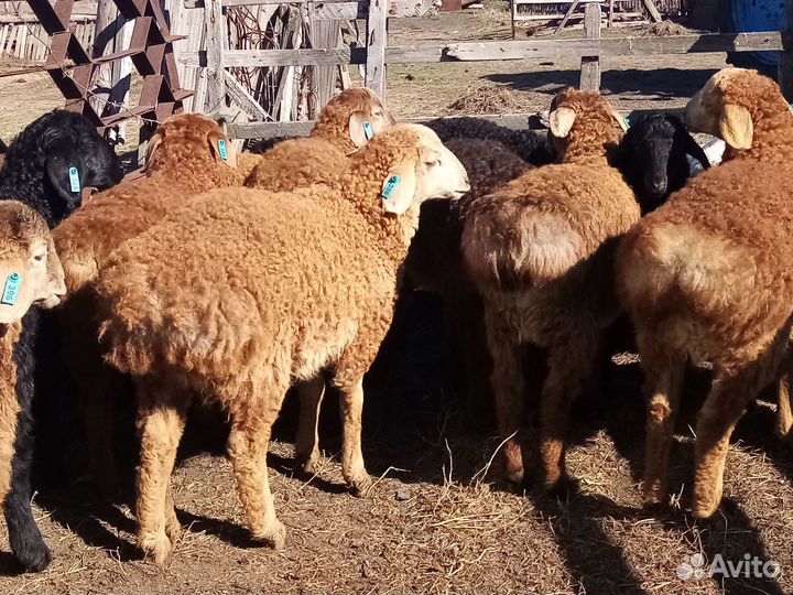 Баранчики на племя