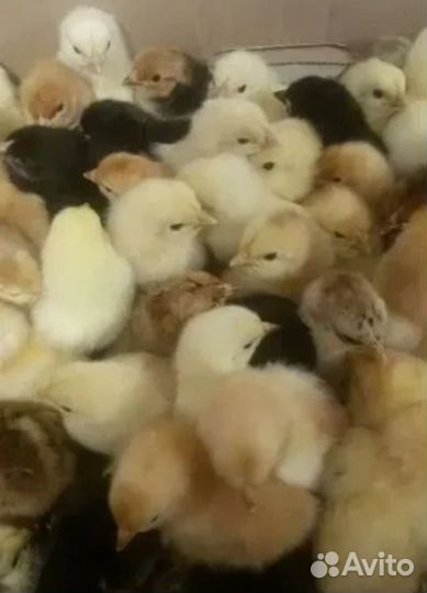 Цыплята