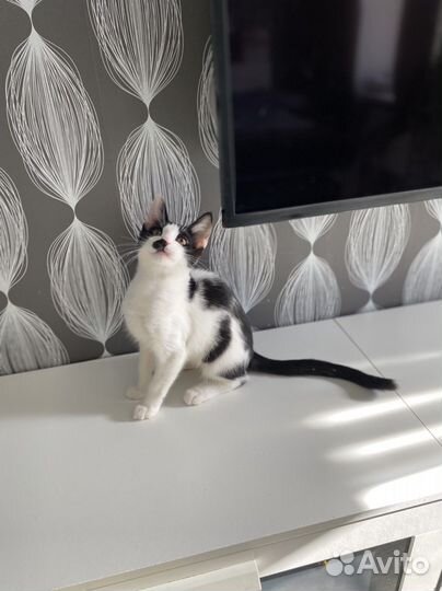 Котенок целовашка ласковый мурлыка мальчишка