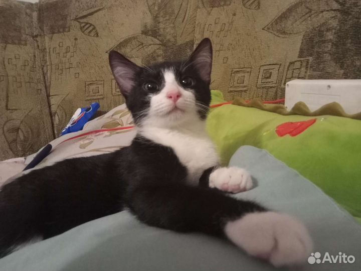 Котёнок