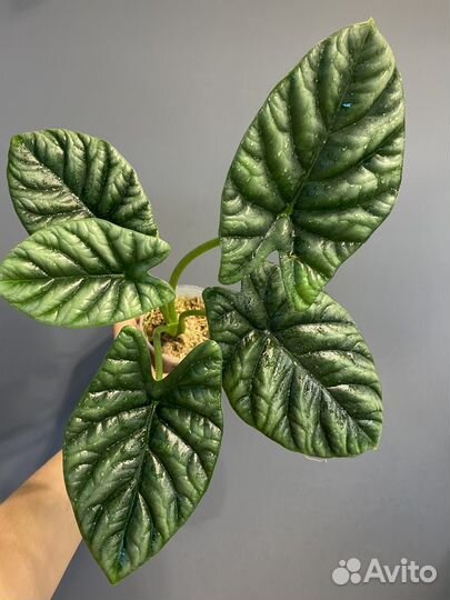 Алоказия синуата