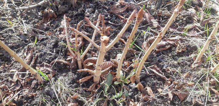 Саженцы каштана