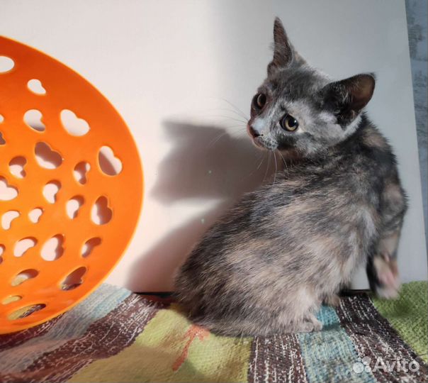 Котёнок, девочка, в добрые руки