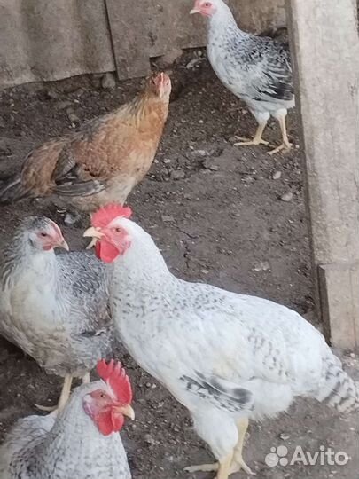 Куры и петухи