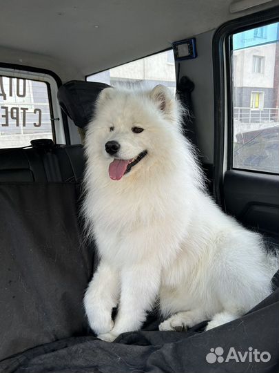 Вязка самоед