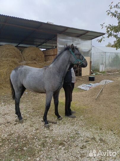 Продам лошадь