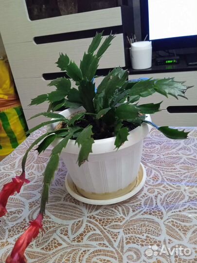 Цветок декабрист