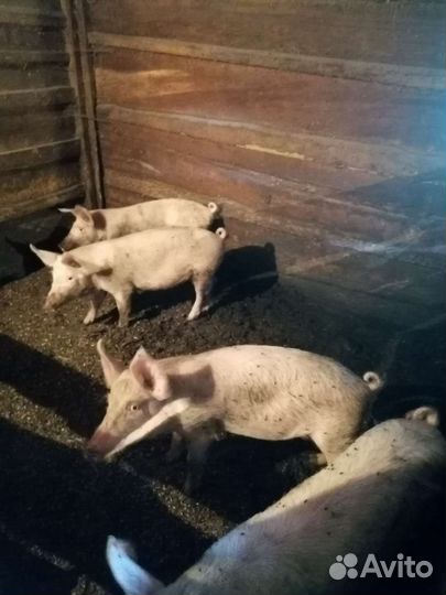 Поросенок ландрас